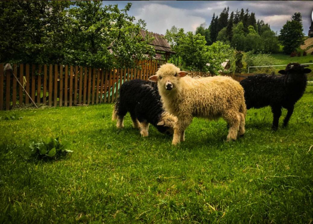 ブコビナ・タトシャンスカ Agrotatry U Stachyヴィラ エクステリア 写真